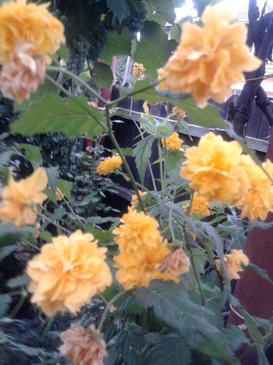 kerrya japonica