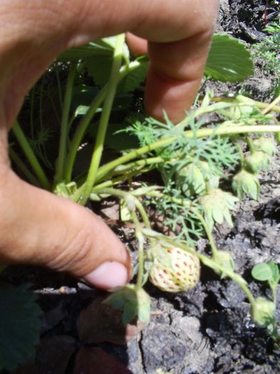 S5039405; Pineberry - capsuna ananas
