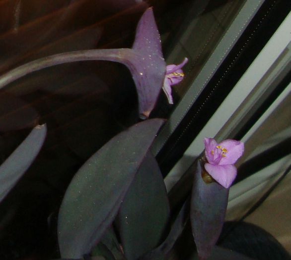 Tradescantia pallida; Tradescantia pallida
