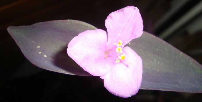 Tradescantia pallida