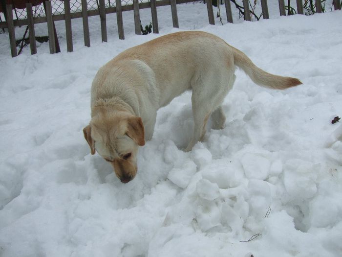 DSCF0895 - Cora-Labrador retriever