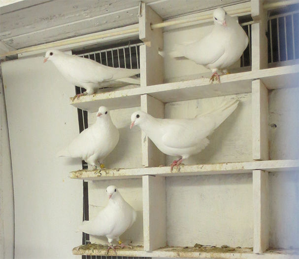 tippleri albi nu ai detin