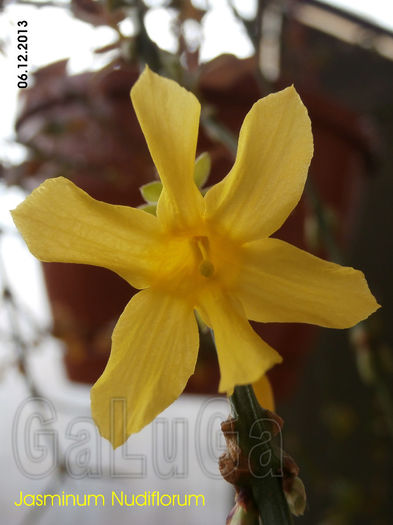 Jasminum Nudiflorum; Prima floare in iarna 2013-2014.
