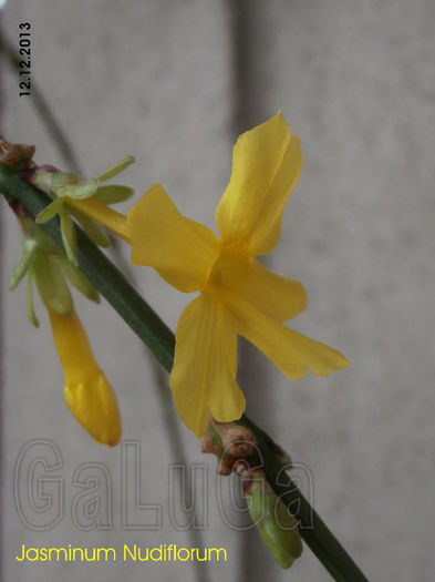 Jasminum Nudiflorum; Va inflori si a doua.
