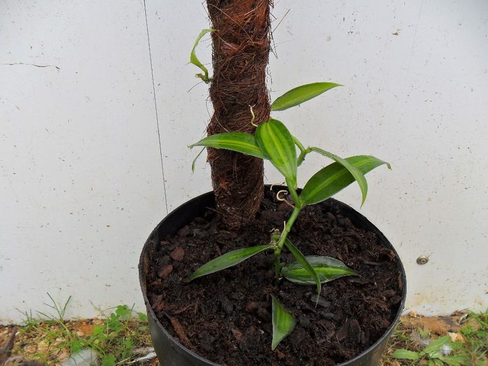 planta mea de vanilie - Cateva plante din colectia personala din gradina si altele la vanzare