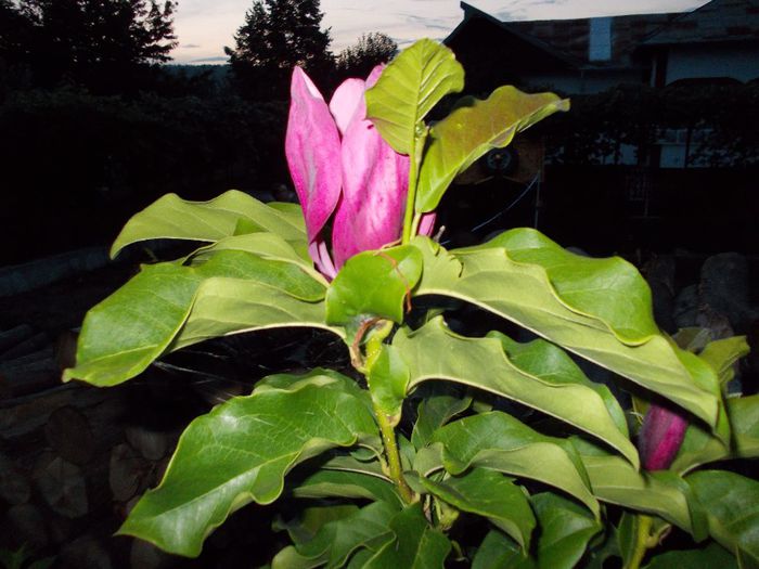 DSCN0013 - magnolie si caldaruse