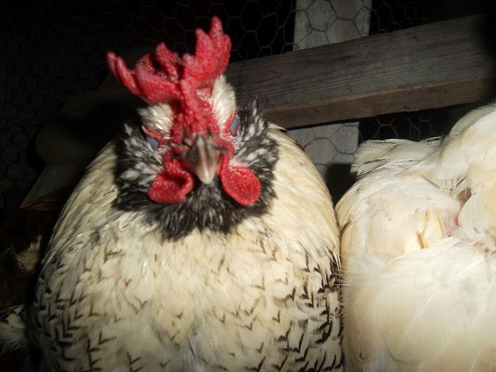 creastă sau coroana?