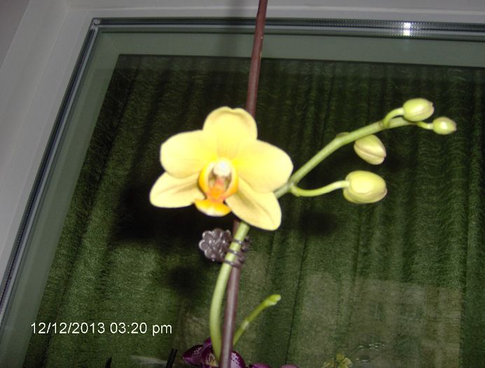12.12.13 A inflorit Blondina - Orhidee Phalaenopsis