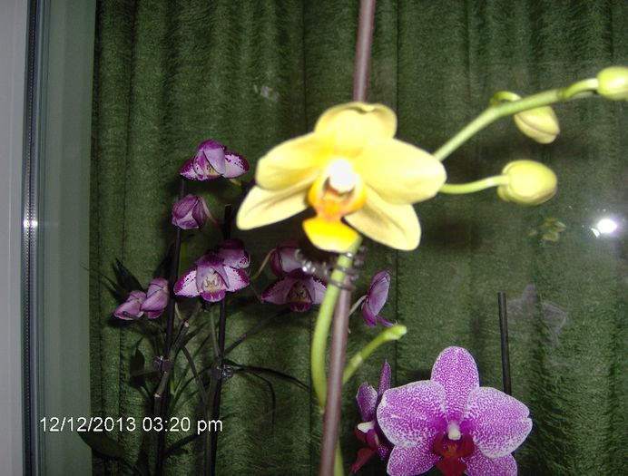 12.12.13 - Orhidee Phalaenopsis