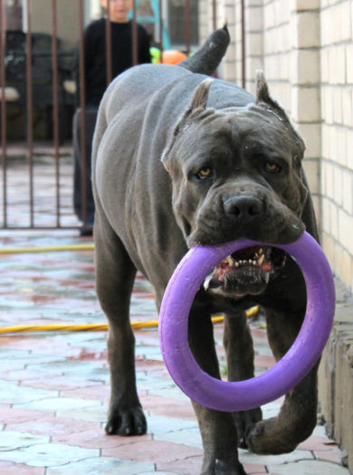 CANE CORSO GRI de vanzare-VANDUT - frozencastle