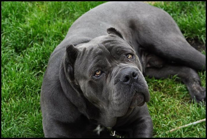  - CANE CORSO GRI de vanzare-VANDUT