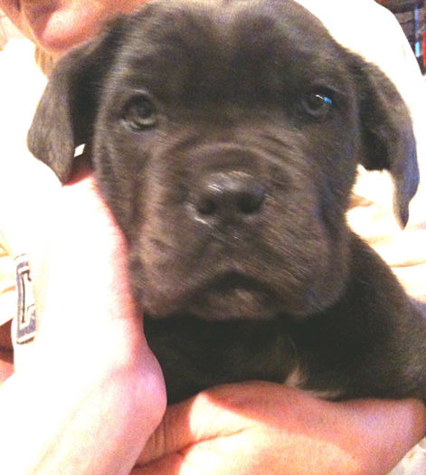  - CANE CORSO GRI de vanzare-VANDUT