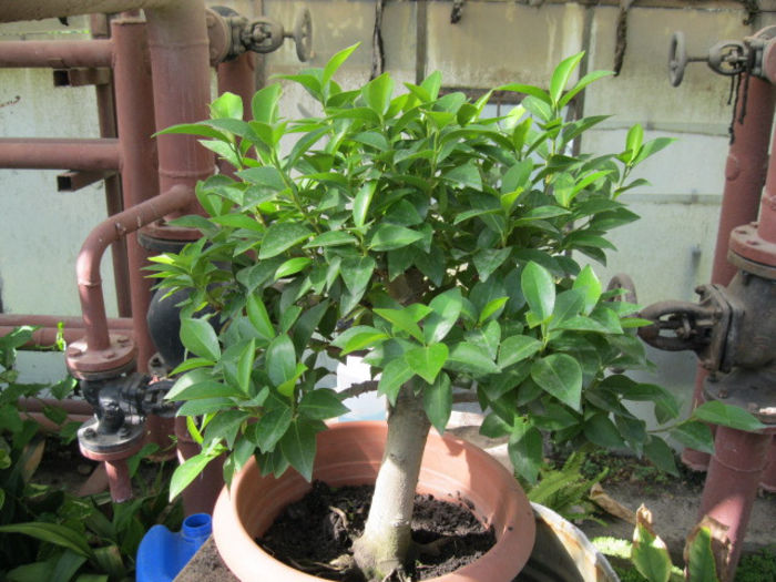 IMG_2487 - Viitori bonsai shohin
