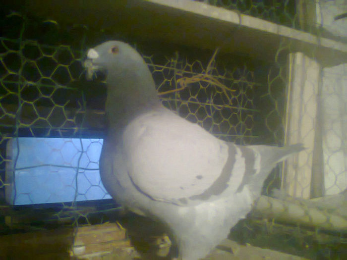 Fotografie2101.Masc.H 2012.