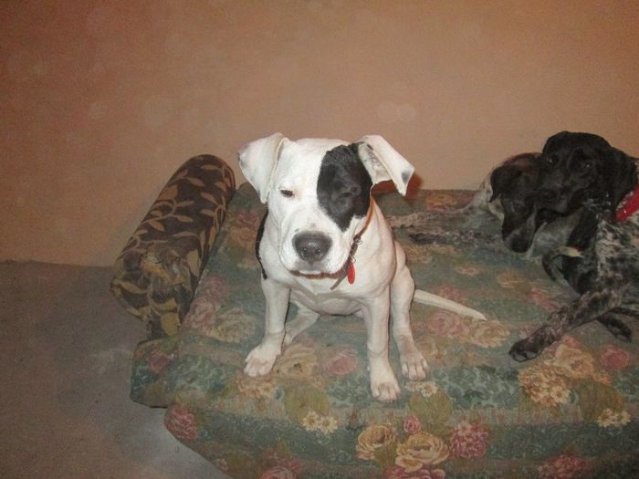 sasha femela amstaf 5 luni