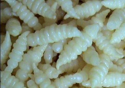 Stachys-affinis tuberculi - a-alte seminte rare