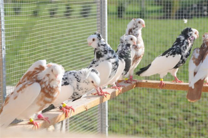 Ca in copilarie; November 2013
