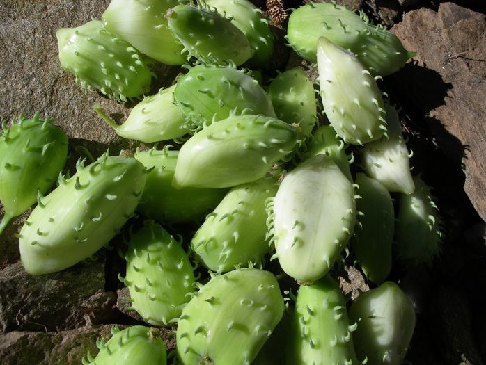 castravete exploziv - a-alte seminte rare