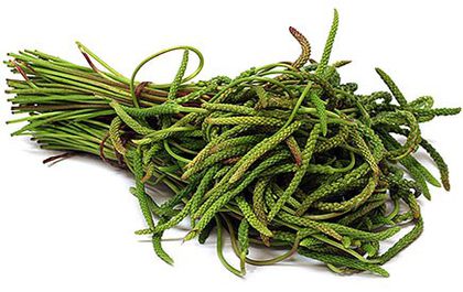 minutina - 2-de vanzare 2019-2020-SEMINTE IERBURI FOLOSITOARE SI PLANTE MEDICINALE RARE