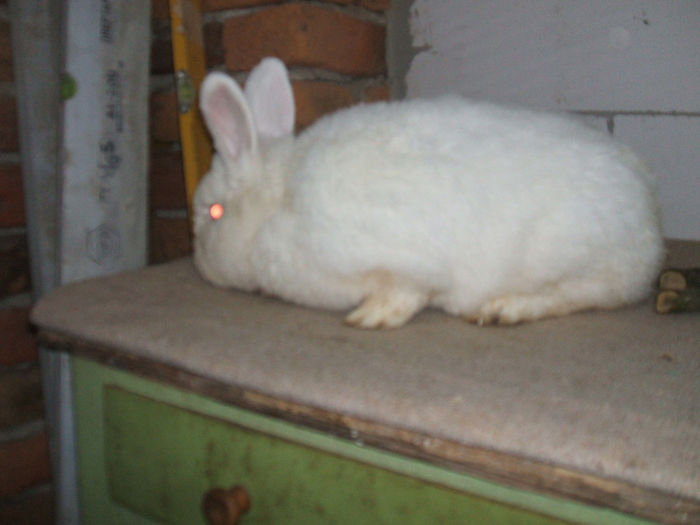 DSCF6653 - 3 IEPURII MEI