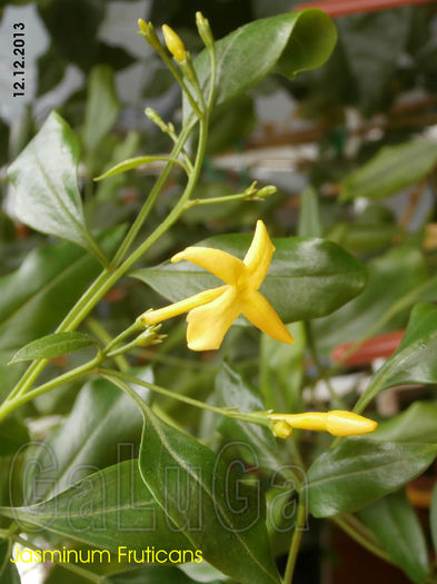 Jasminum Fruticans; Si acum mai infloreste!
