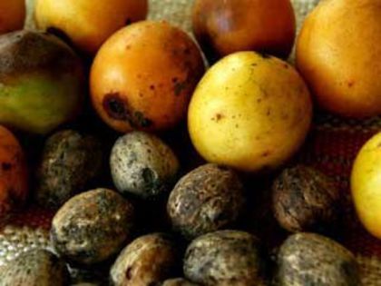 Choerospondias axillaris - a-alte seminte rare