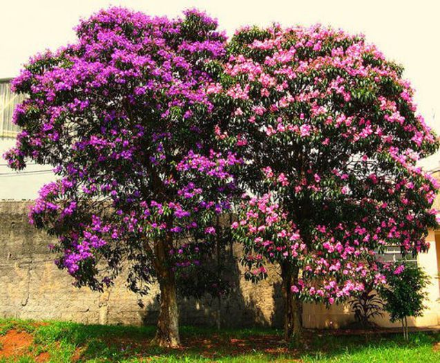 tibouchina granulosa - a-alte seminte rare