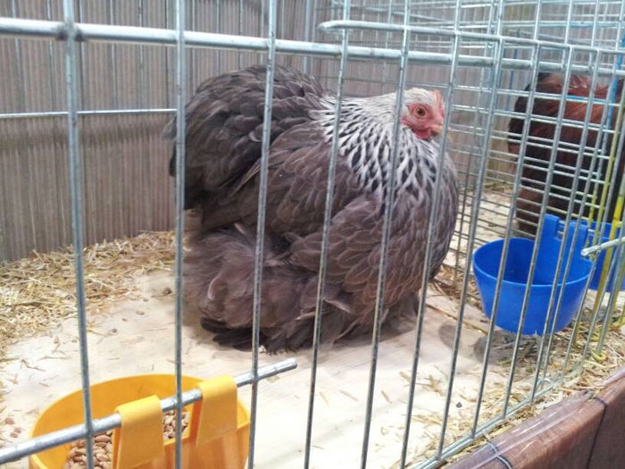 1503616_646950015355273_1395573593_n