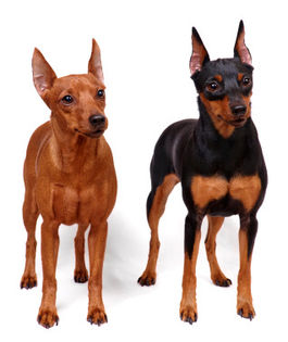  - PINSCHER PITIC de vanzare-VANDUTI