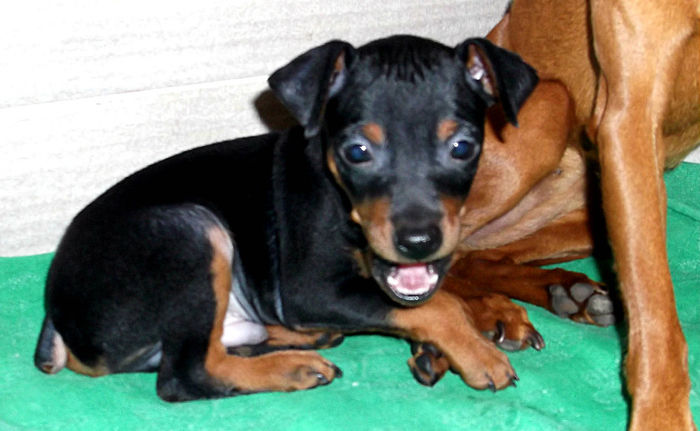  - PINSCHER PITIC de vanzare-VANDUTI