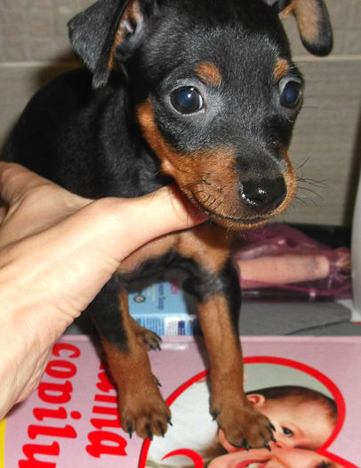  - PINSCHER PITIC de vanzare-VANDUTI