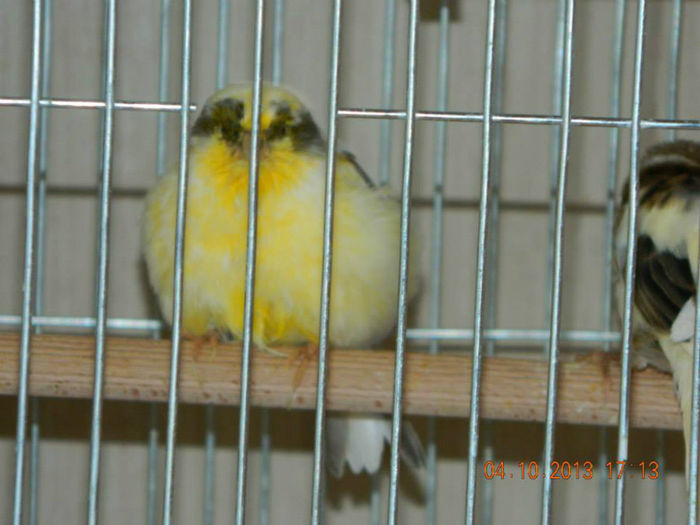 1382246_1374989756074366_888297763_n[1] - CANARI GLOSTERI