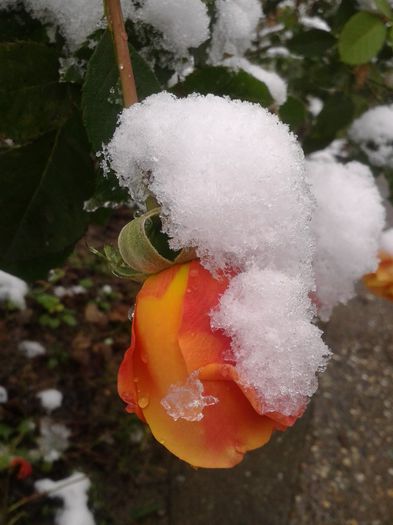 REMY MARTIN NOV.2013