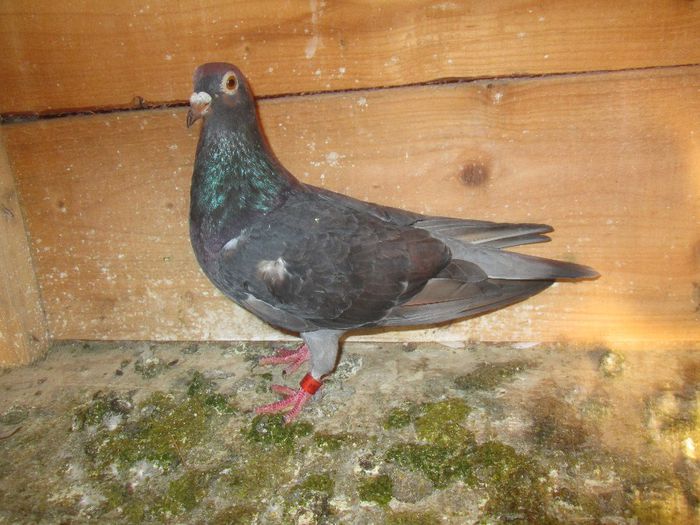 negruta scoasa din rosii-2012-118394