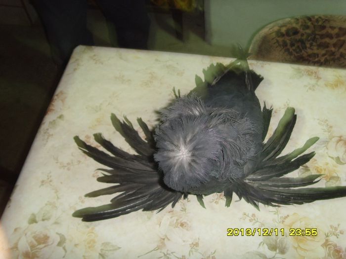 mascul negru 2011 - tobosari de buhara de vanzare