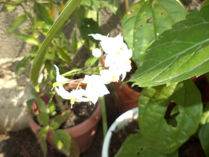 DSC02249 - ANUL  2013