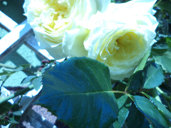 DSC02265 - ANUL  2013