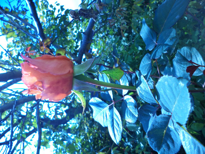 DSC02269 - ANUL  2013