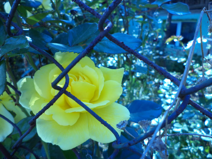 DSC02305
