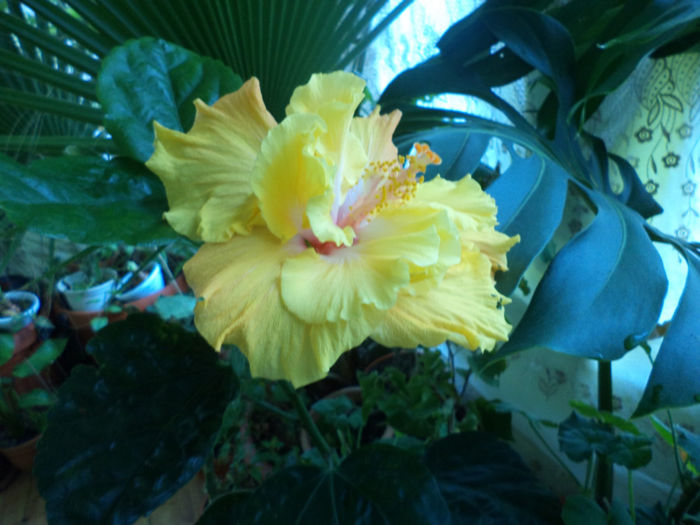 Key West; am aflat denumirea in sfirsit
