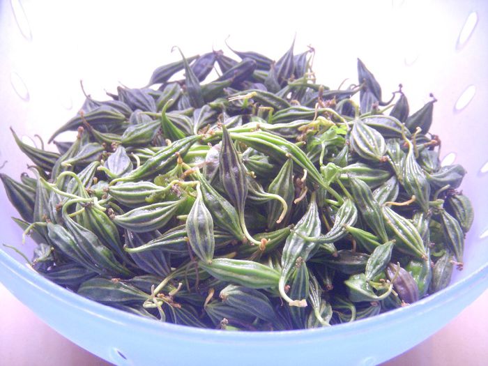 M. cymbalaria - 2-de vanzare 2019-2020-SEMINTE IERBURI FOLOSITOARE SI PLANTE MEDICINALE RARE