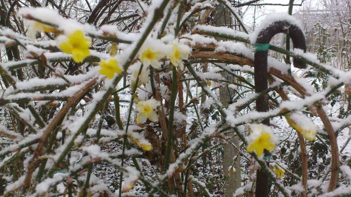 13.12.2013 - Jasminum nudiflorum_iasomie de iarna