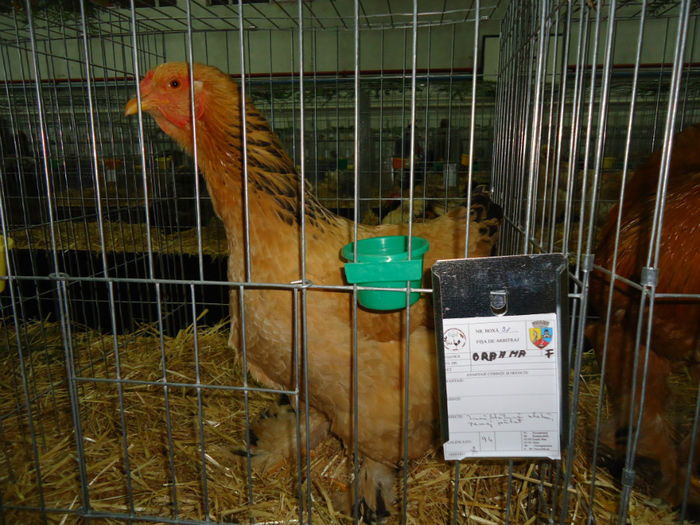 DSC05984