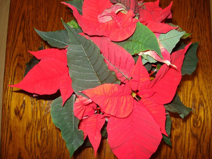 DSC05934 - Poinsettia