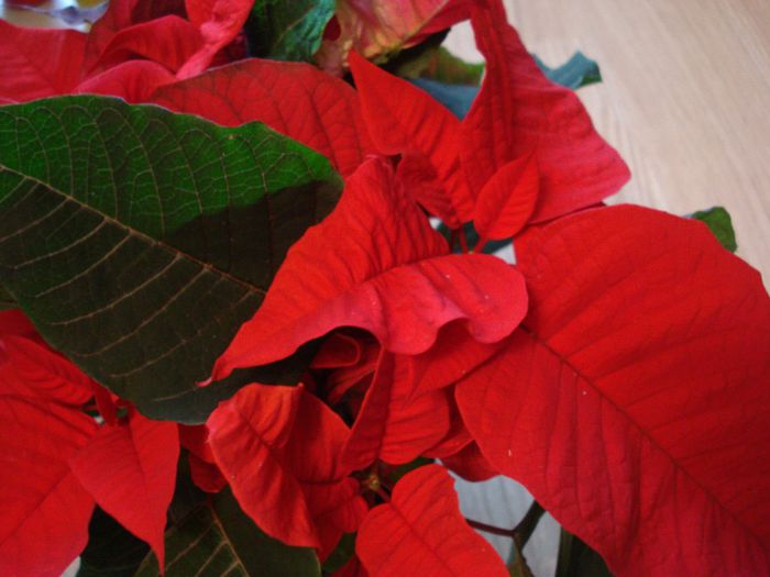 DSC05937 - Poinsettia