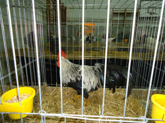 DSC06009