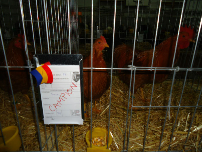 DSC06013