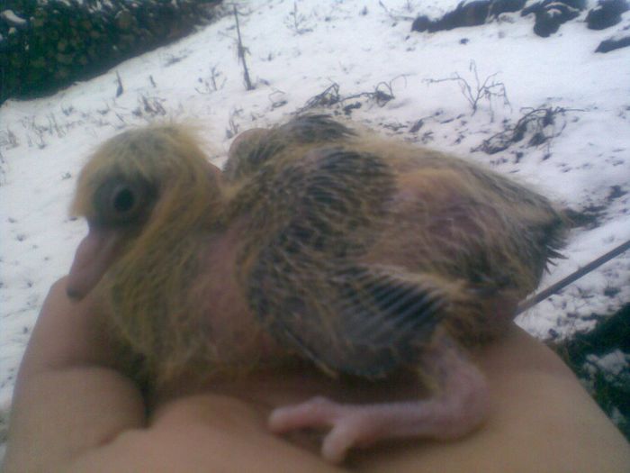 IMG004 - 6-porumbeii