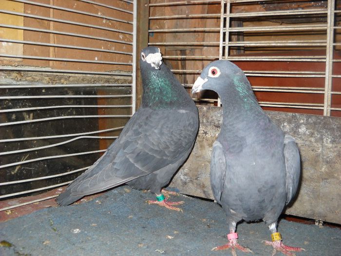 M.DECEDAT F ,VANDUTA - PORUMBEI VANDUTI