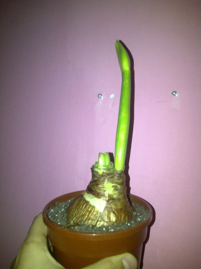 Hippeastrum  Evergreen; asteptam sa se deschida de sabatorii
